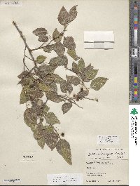 Celtis laevigata image