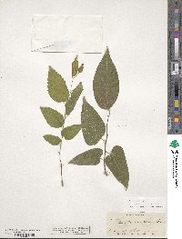 Celtis laevigata image