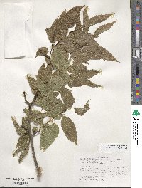 Celtis laevigata image