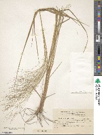 Panicum bergii image