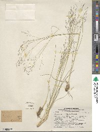 Panicum bergii image