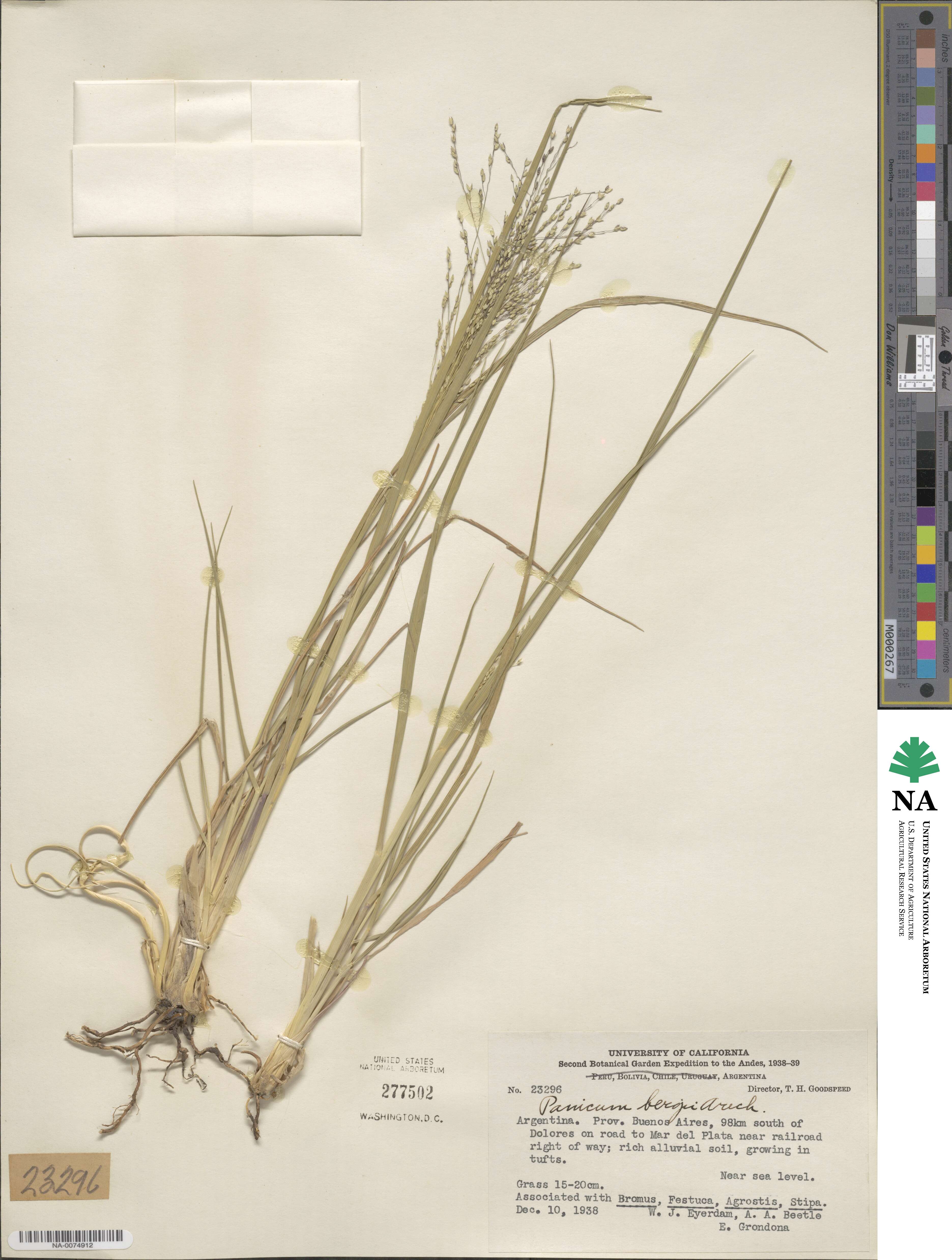 Panicum bergii image