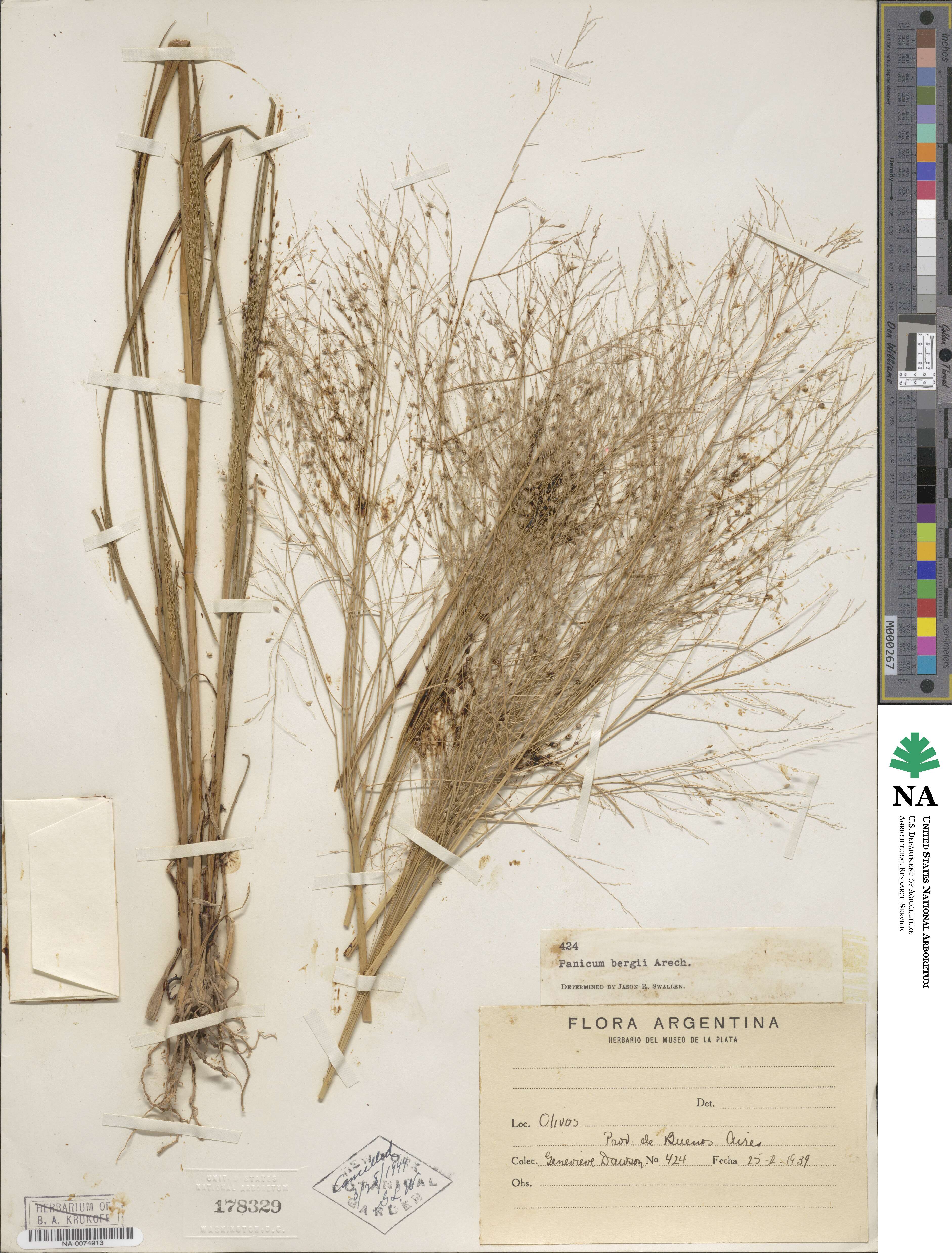 Panicum bergii image