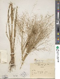 Panicum bergii image