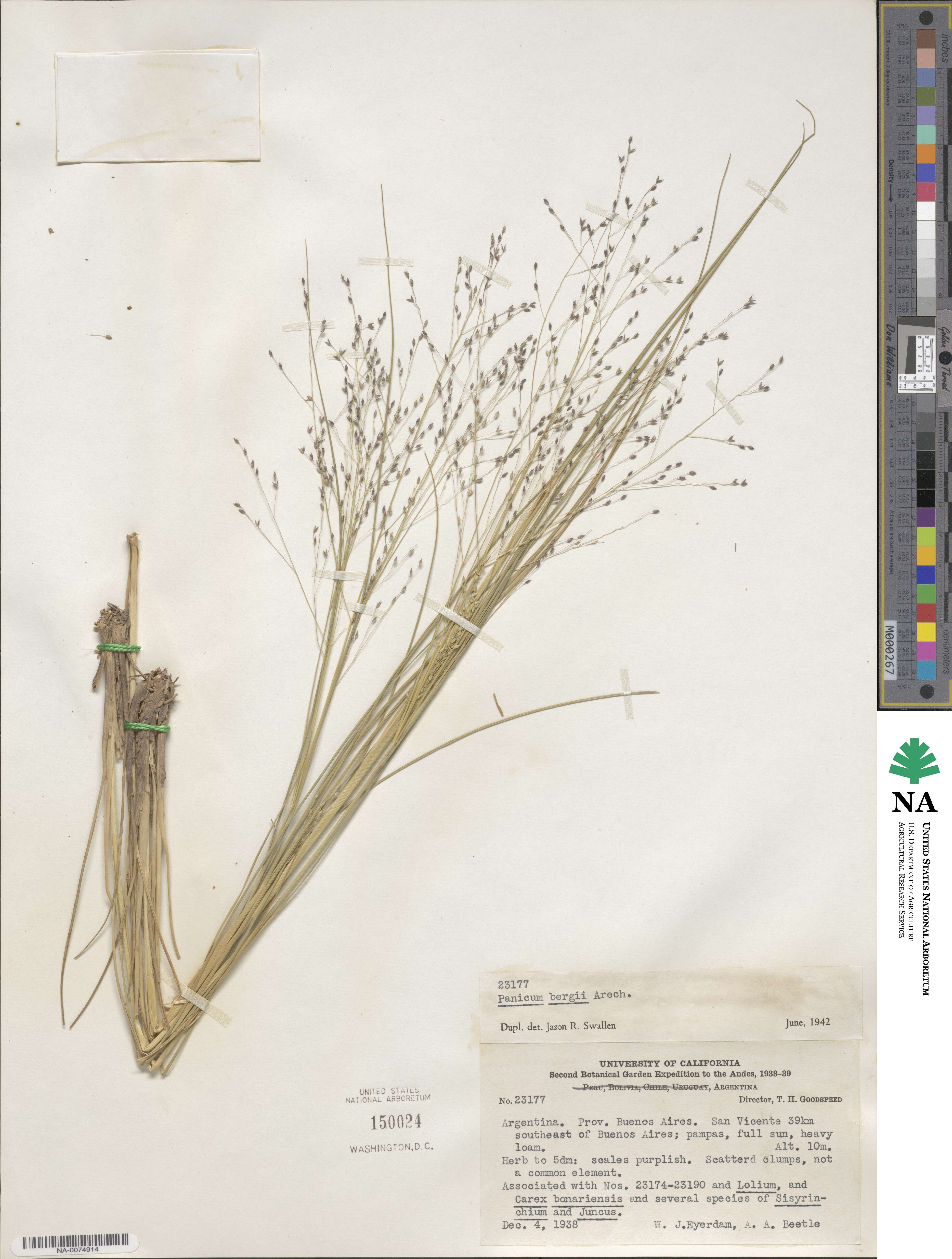 Panicum bergii image