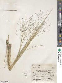 Panicum bergii image