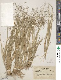 Panicum peladoense image