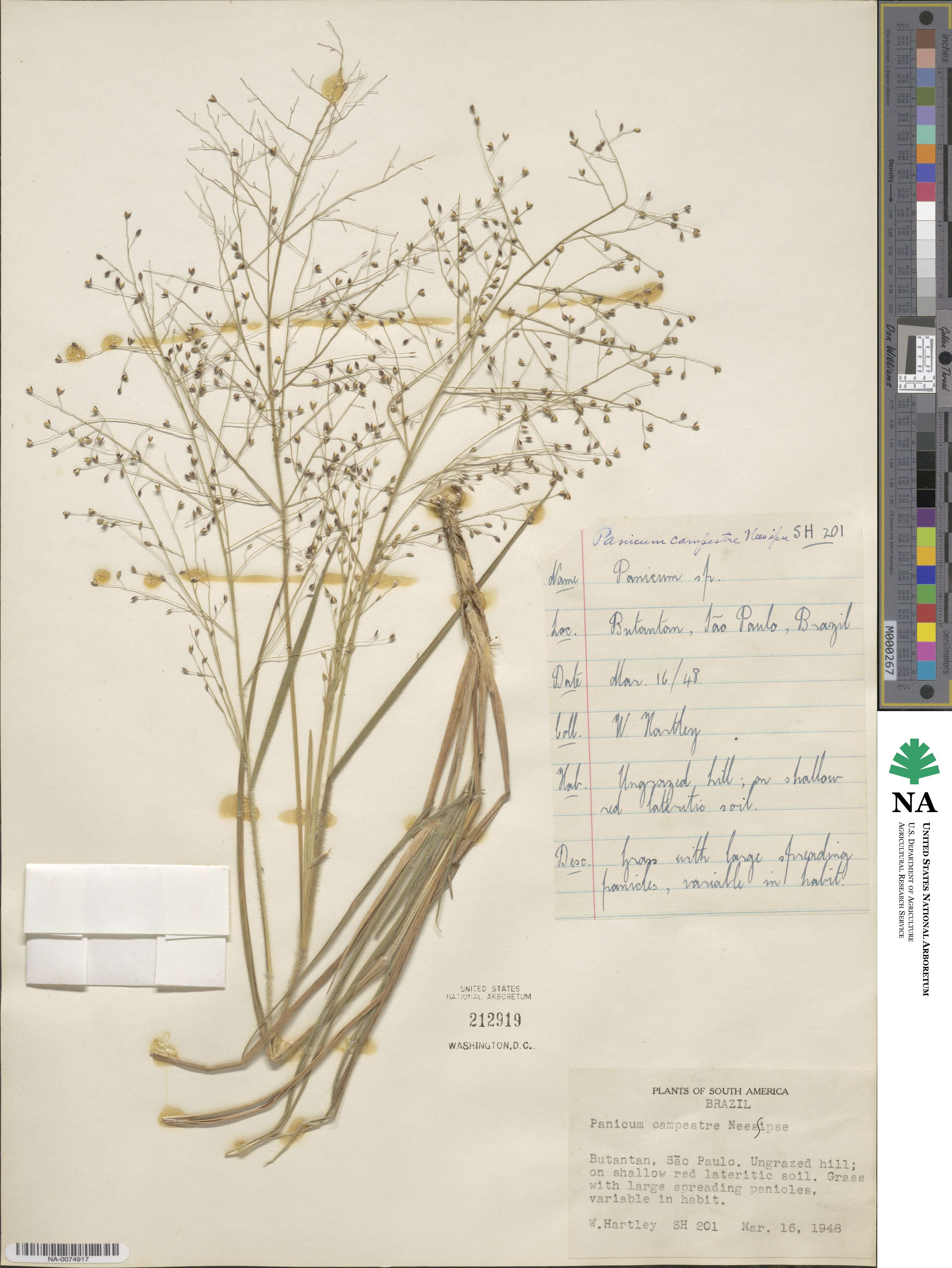 Panicum peladoense image