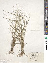 Panicum capillare image