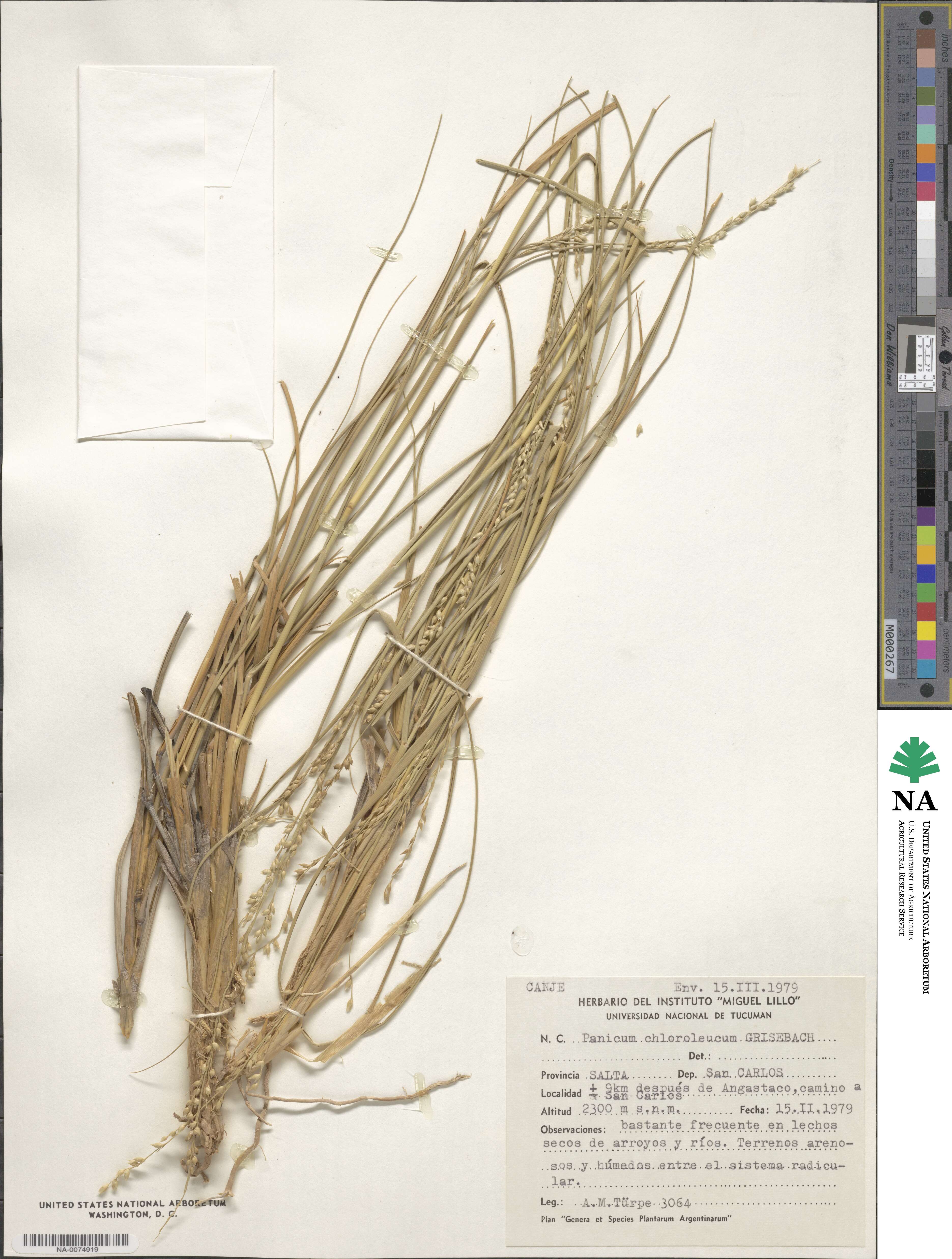 Panicum chloroleucum image