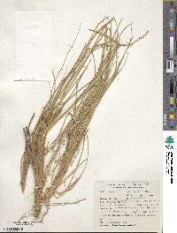 Image of Panicum chloroleucum