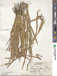 Panicum dichotomiflorum image