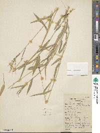 Urochloa adspersa image