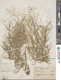 Image of Panicum exiguum