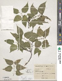 Celtis occidentalis image