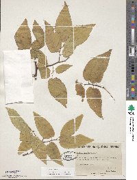 Celtis occidentalis image