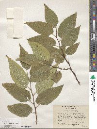 Celtis occidentalis image