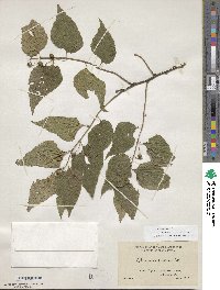 Celtis occidentalis image