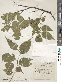 Celtis occidentalis image