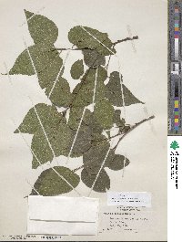 Celtis occidentalis image