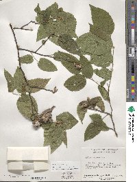 Celtis occidentalis image