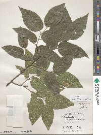 Celtis occidentalis image