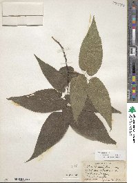 Celtis occidentalis image