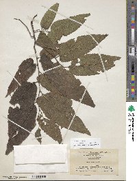 Celtis occidentalis image