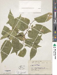 Celtis occidentalis image