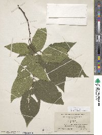 Celtis occidentalis image