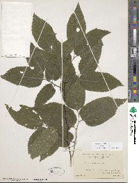 Celtis occidentalis image