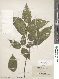 Celtis occidentalis image