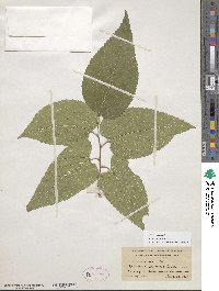 Celtis occidentalis image