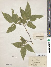 Celtis occidentalis image