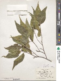 Celtis occidentalis image