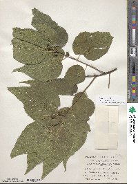 Celtis occidentalis image