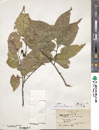 Celtis occidentalis image