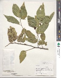 Celtis occidentalis image