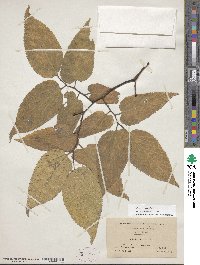 Celtis occidentalis image