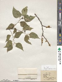 Celtis occidentalis image