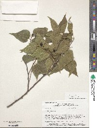 Celtis occidentalis image