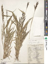 Urochloa fusca image