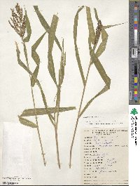 Urochloa fusca image