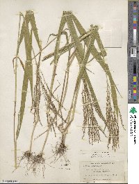 Urochloa fusca image