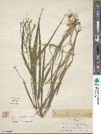 Urochloa fusca image