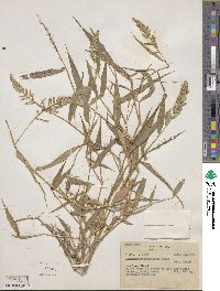 Image of Ocellochloa stolonifera