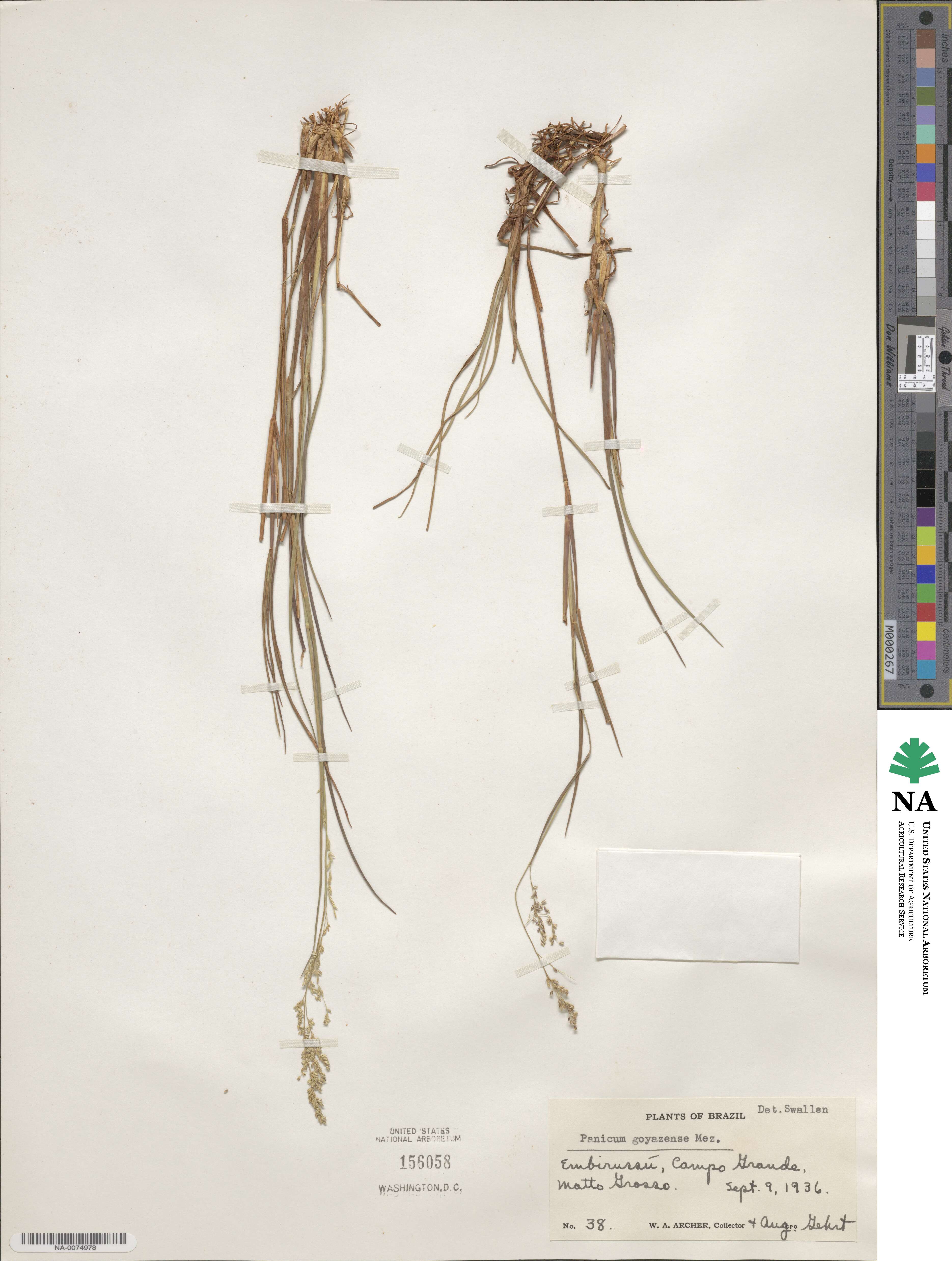 Steinchisma stenophyllum image