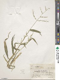 Image of Urochloa lorentziana