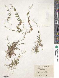 Image of Panicum microthyrusm