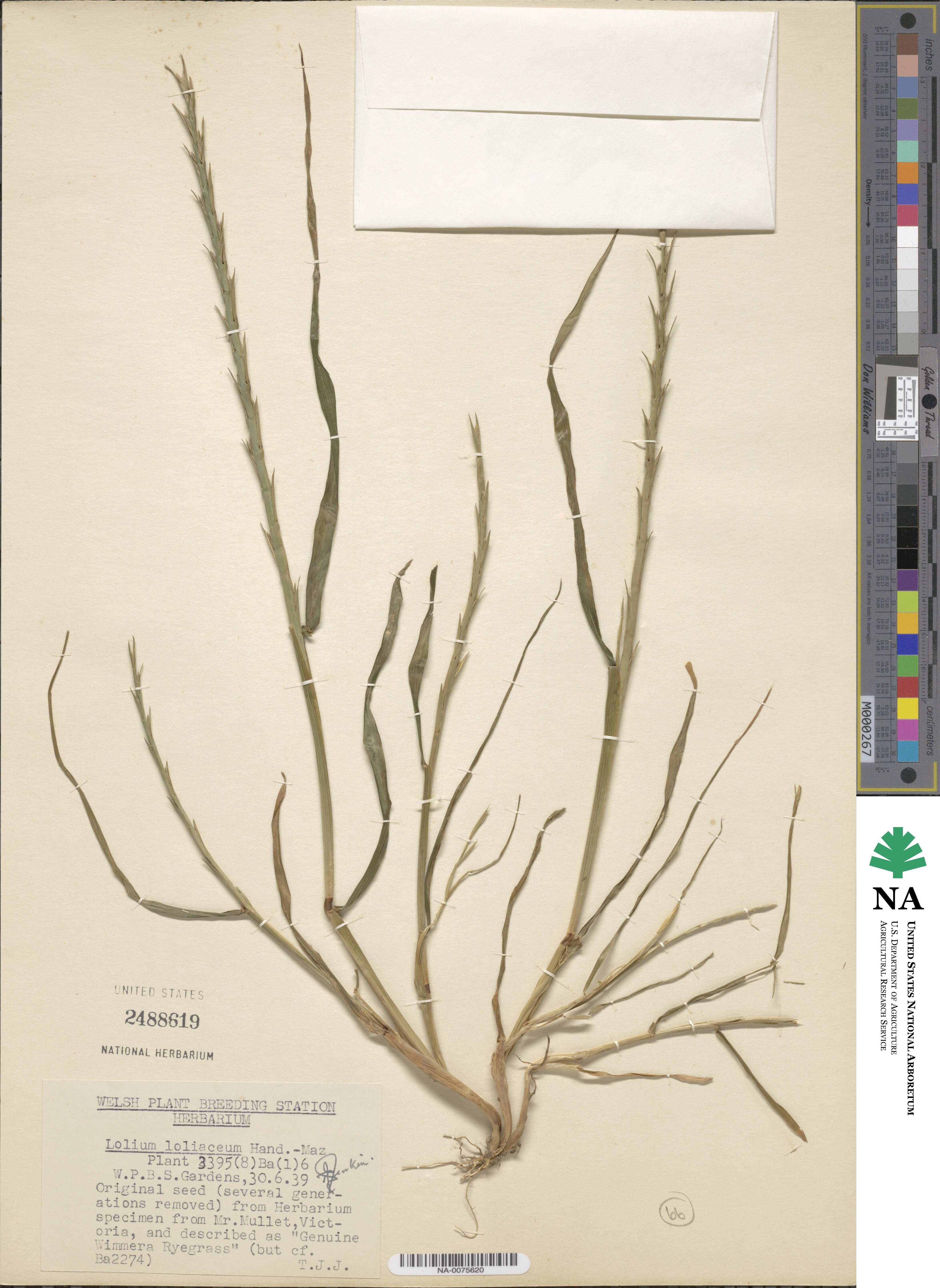 Lolium rigidum image